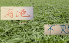 8场不败的海港！下周末迎战浙江 还能延续旺盛的势头吗？